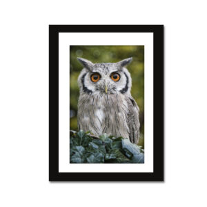 Owl photo frame for good luck